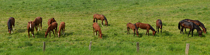 group of horses on grassy land