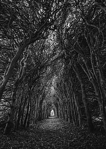 Trees In Grayscale Photography