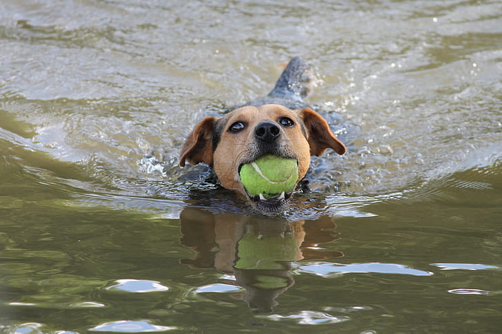 short-coated black and brown dog biting tennis ball on body of water