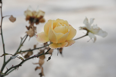 yellow rose in selective focus photography