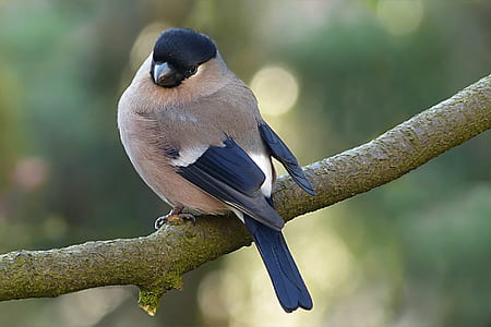 brown and black bird perched on tree branch