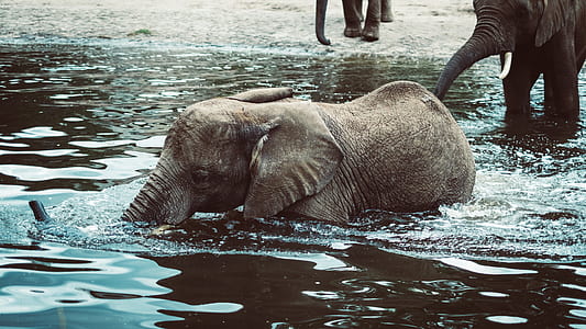 baby elephant in body of water beside elephant