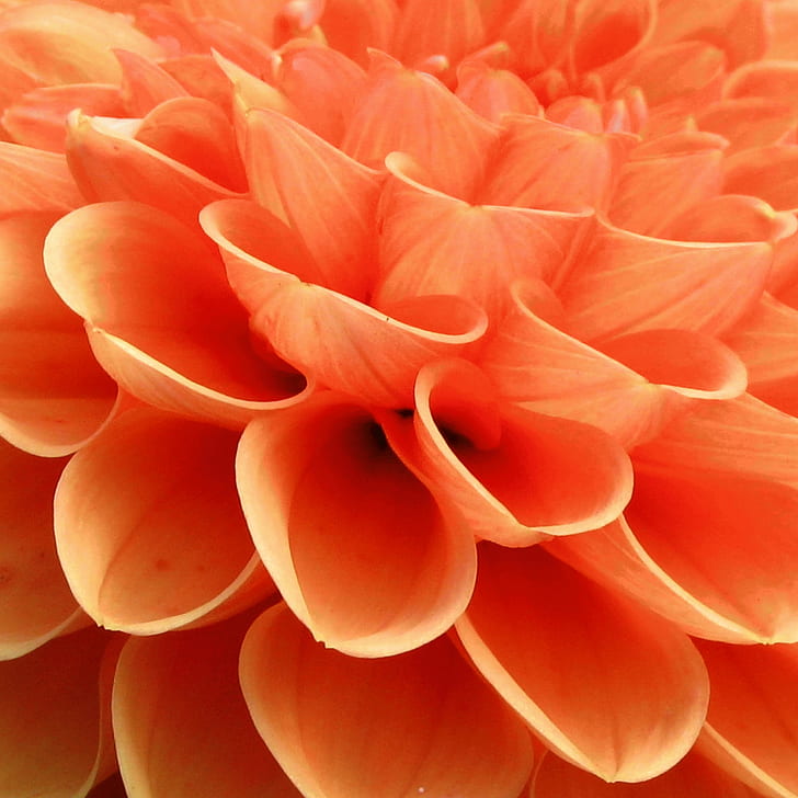macro photo of orange flower