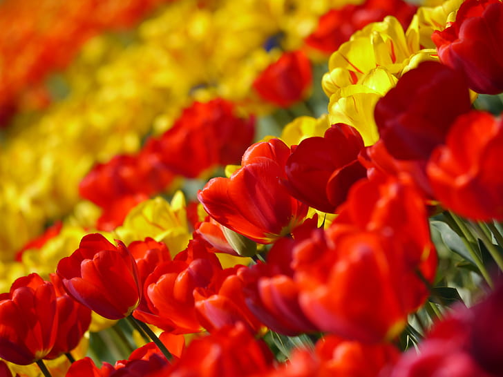 close-up photography of yellow and red petaled flowers at daytime
