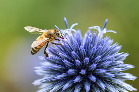yellow bee on blue flower