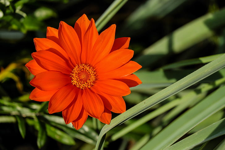 orange flowering plant