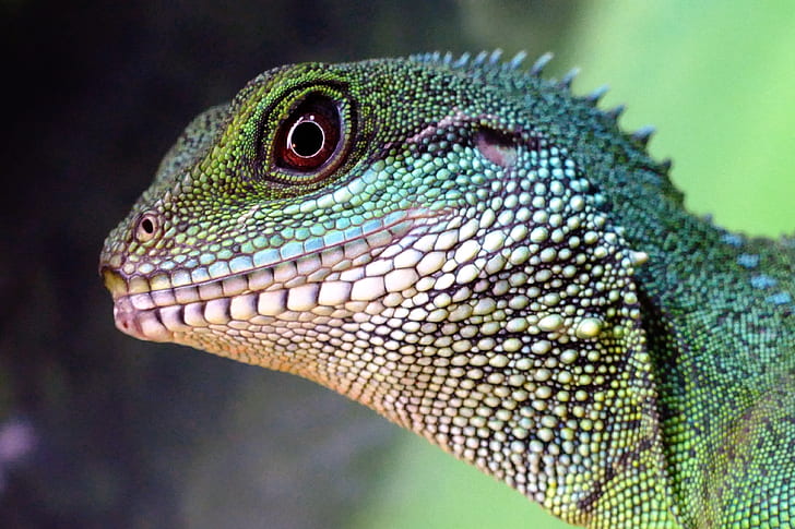 green reptile focus photographt