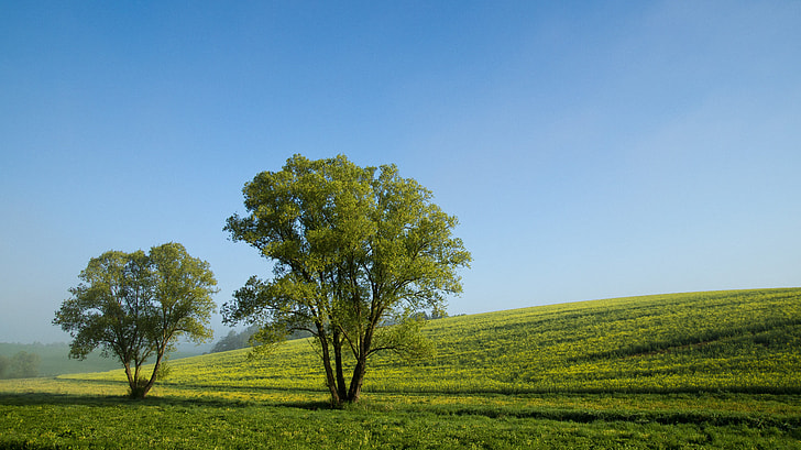 two green trees on green grassy hill under blue skies