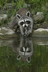 gray raccoon about to swim in the water beside rocks at daytime