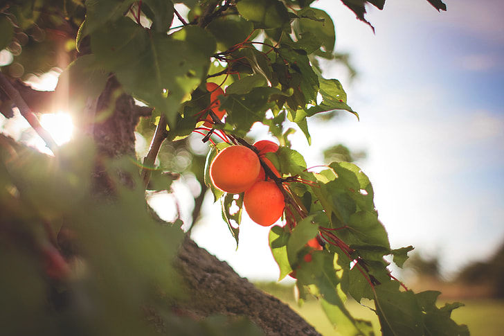Fresh Apricots On The Tree