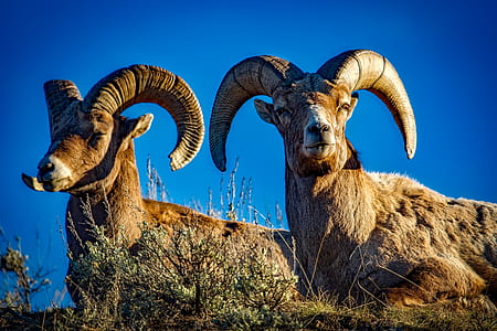 two brown ram sitting on grass field under blue sky during daytime