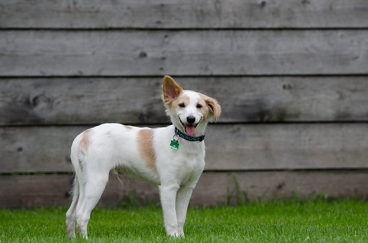 small short-coated white and tan dog standing on grass field