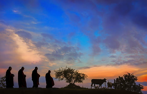 four silhouette of men walking behind cow during golden hour