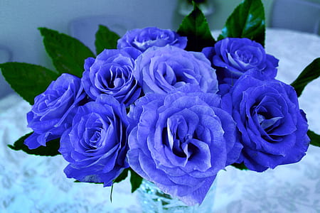 bouquet of purple roses