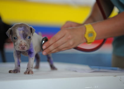 gray and brown newborn puppy being examine by a dcotor