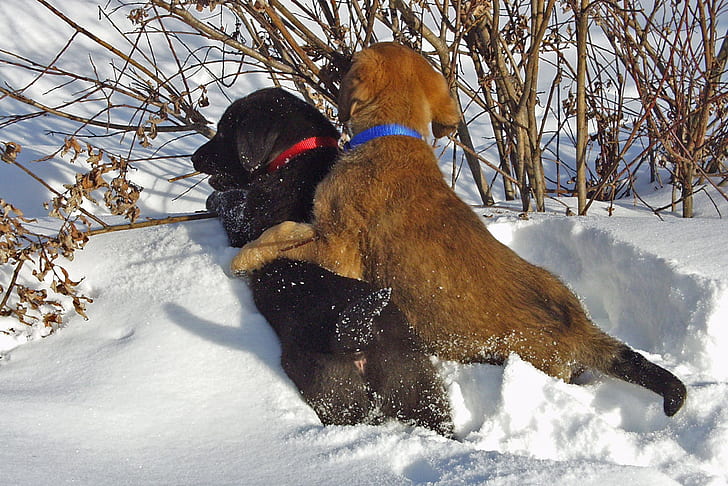 two short-coated black and brown dogs playing in snow-covered ground