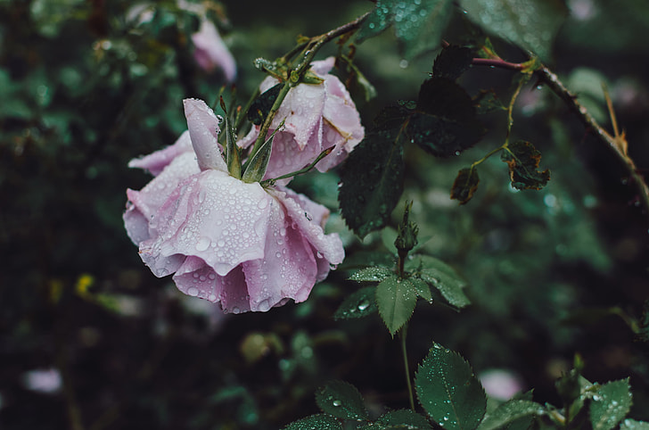 macro shot photography of water dews on pink flower during daytime