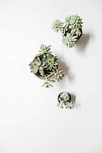 three green succulents in pots on white surface