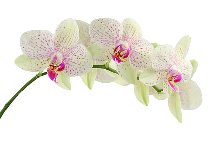 white and pink orchid