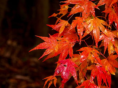 selective focus photography of orange maple leaves