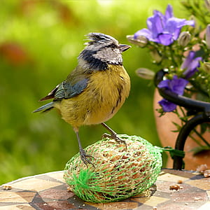 closeup photography of black and yellow bird near purple flower