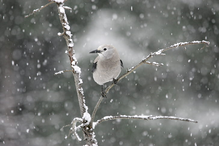 small gray bird perched on the tree during winter