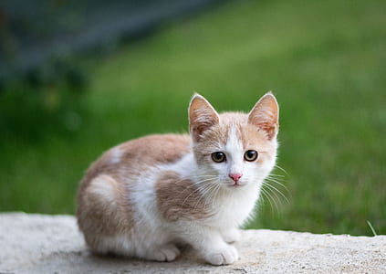 white and tan fut cat