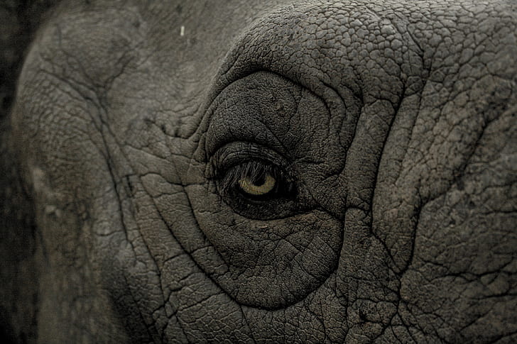 closeup photo of elephant eye