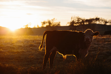 photo of brown cow during golden hour