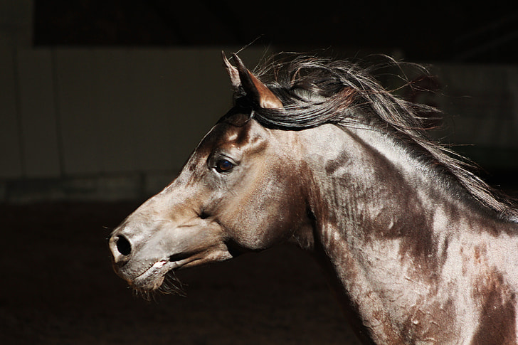 brown and gray horse photo