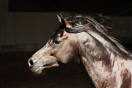 brown and gray horse photo