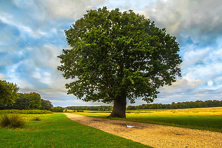 tree beside the farm during daytime