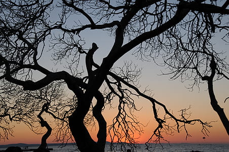 silhouette of tree during golden hour at sea
