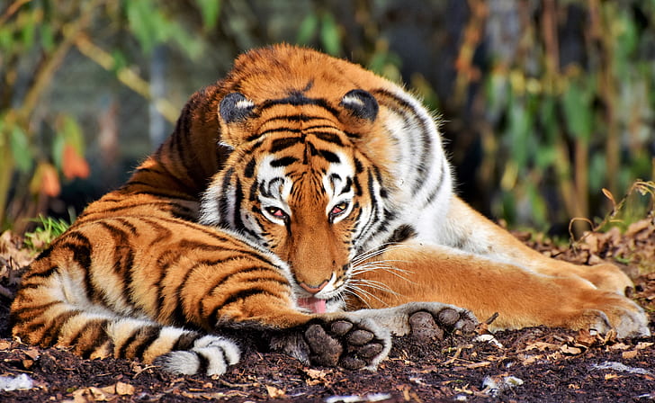 tiger lying on soil ground