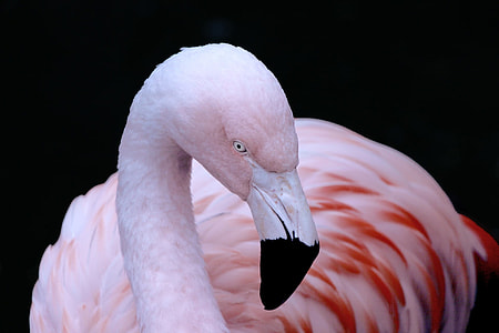 photography of flamingo bird