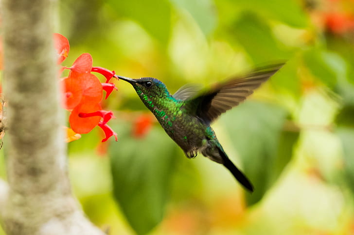 Royalty-Free photo: Green And Black Hummingbird | PickPik