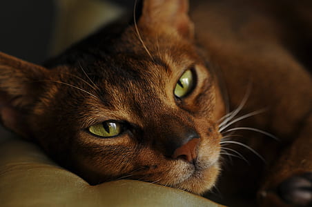 selective focus photography of brown cat lying on gray textile