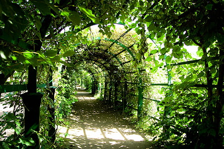 pathway surrounded with green leaf plants
