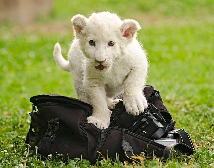 short-coated white animal sitting on black bag