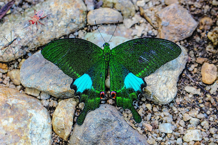 green butterfly on brown stones