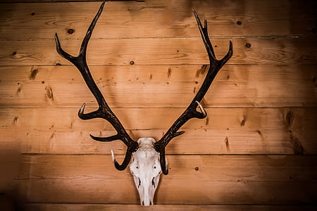 white deer skull with black antler wall decor mounted on brown woodeen wall