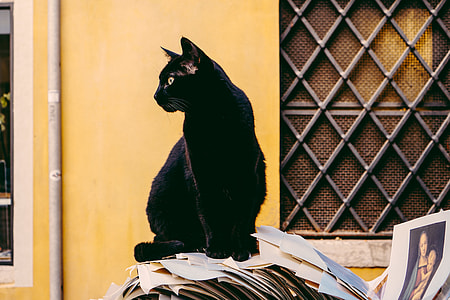black cat standing on pile of papers