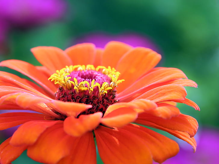 closeup photography of orange zinnia flower