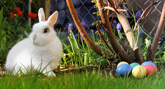 white rabbit near assorted-color Easter eggs
