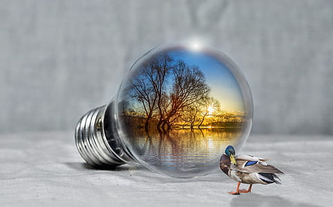 gray mallard duck near incandescent bulb with bodies of water and trees during golden hour