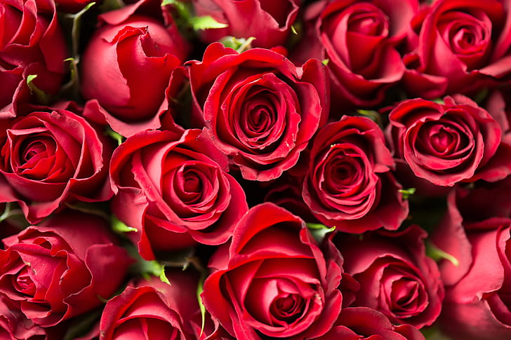 close-up photography of red rose flowers