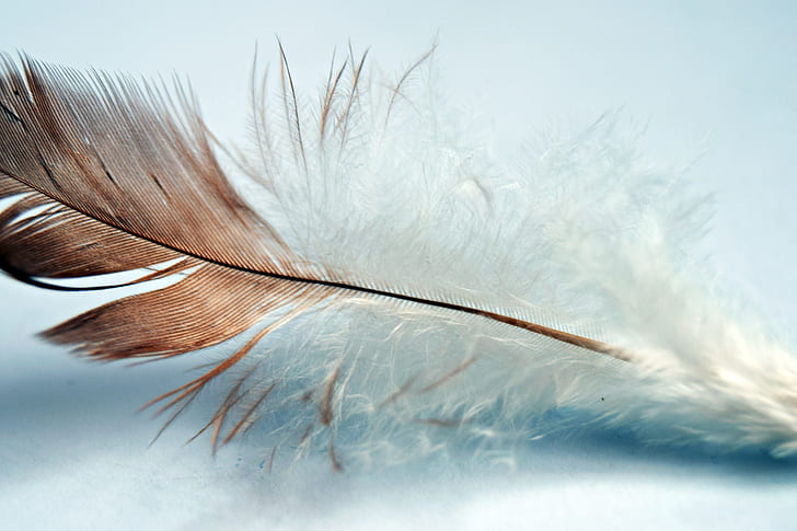 shallow focus photography of white and brown feather