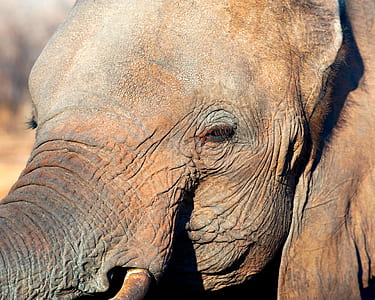 shallow focus photography of elephant