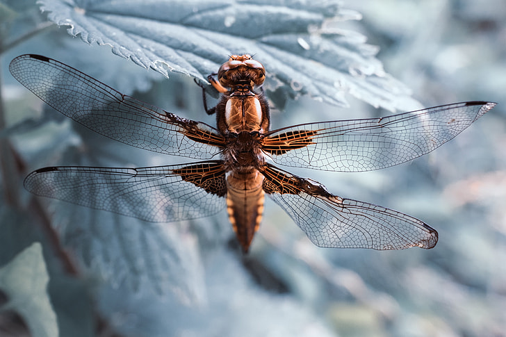 Macro shot of a dragonfly insect resting on a leaf
