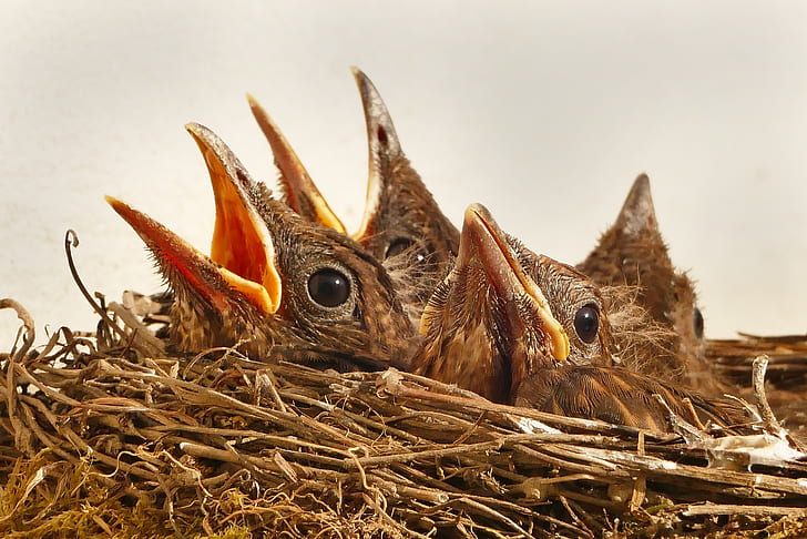 close-up photography of four brown fledgling birds on nest
